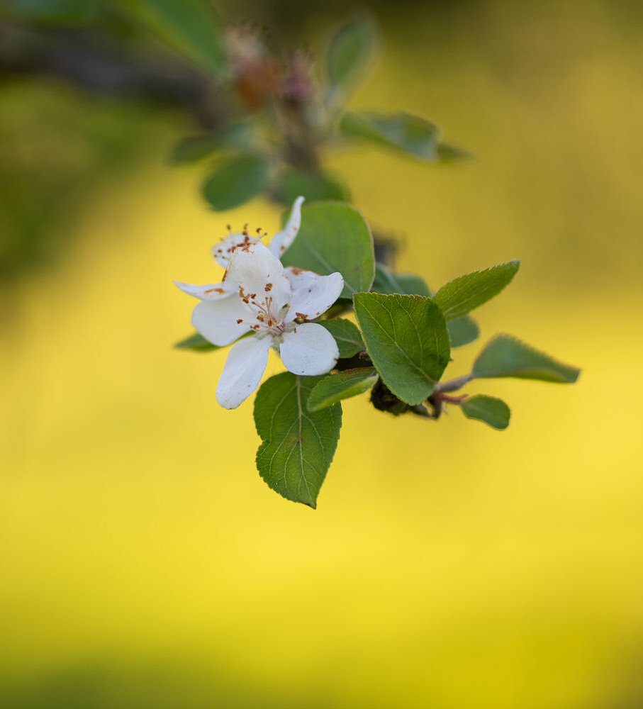 Gros plan sur une fleur de poirier