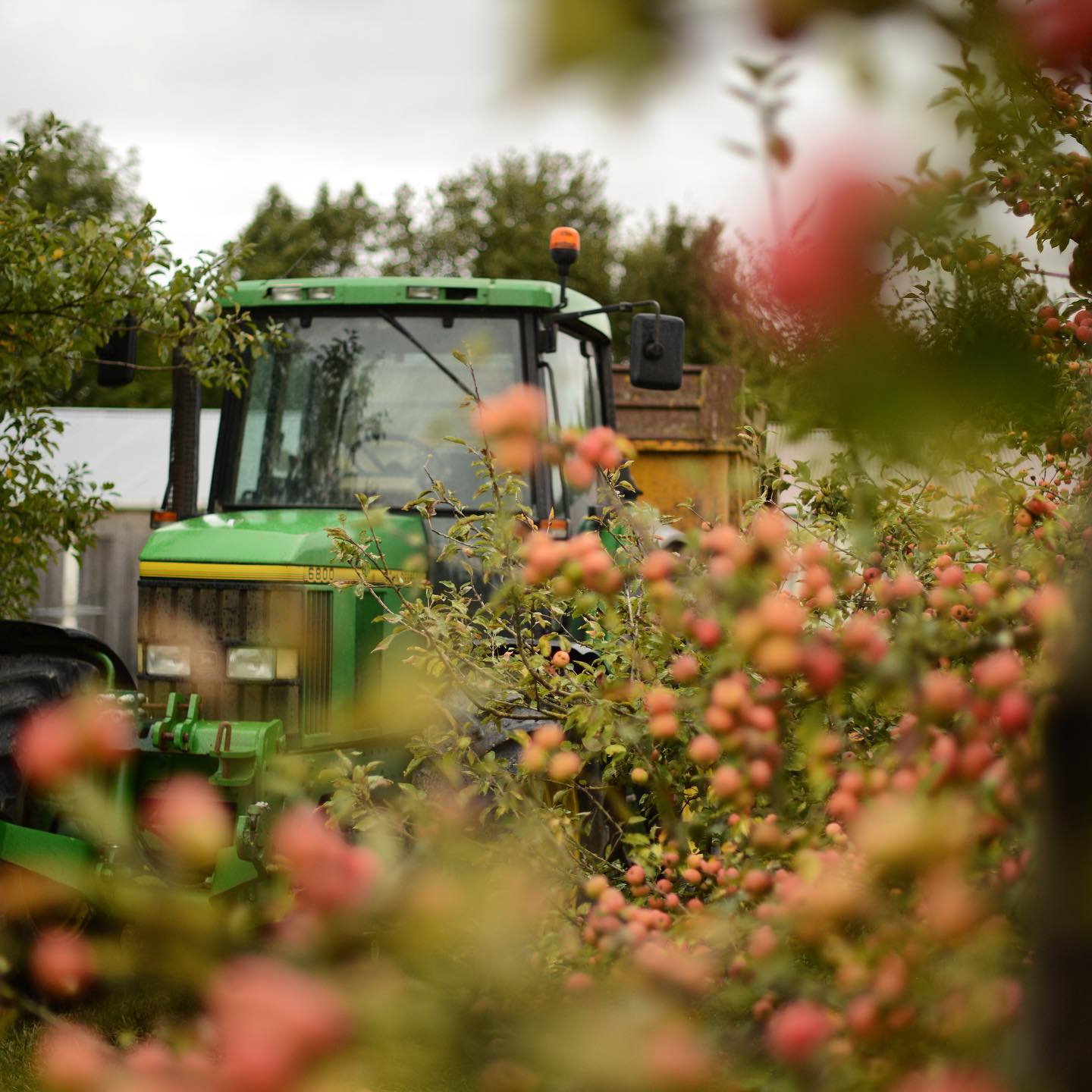 Apple harvest, in the fall, with a tractor