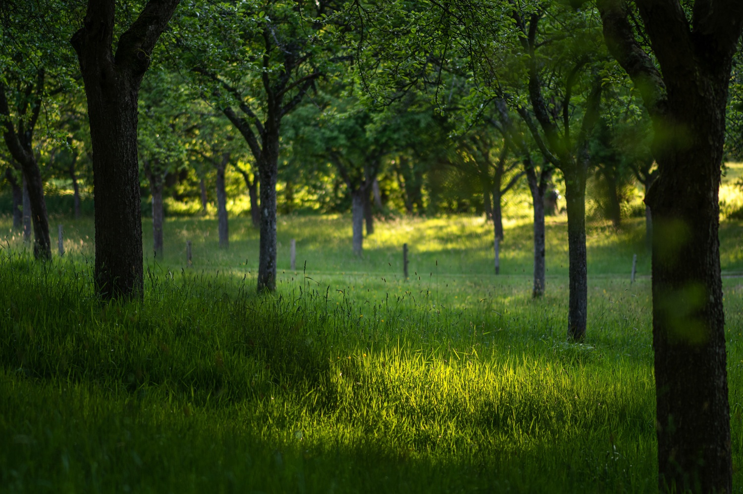 Perfect alignment of high-stemmed apple trees