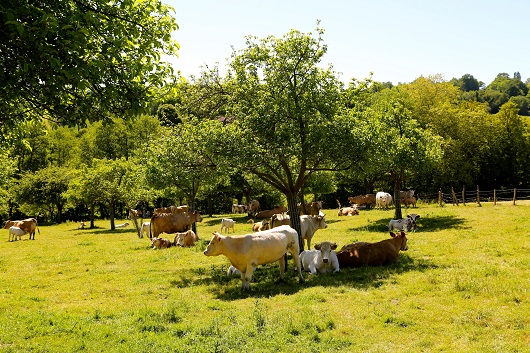 La ferme pédagogique du Lieu Roussel à DOUVILLE-EN-AUGE - NCPA Tourisme