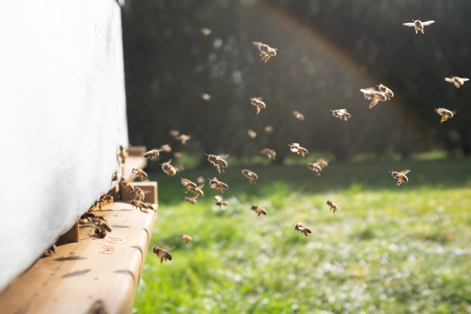 Bees entering a hive