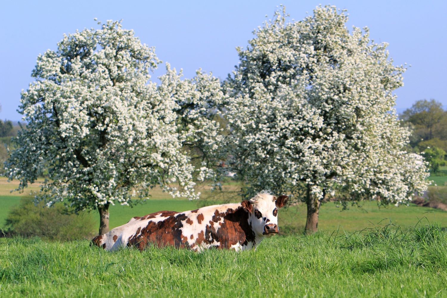A cow enjoys the spectacle of the pear trees in bloom