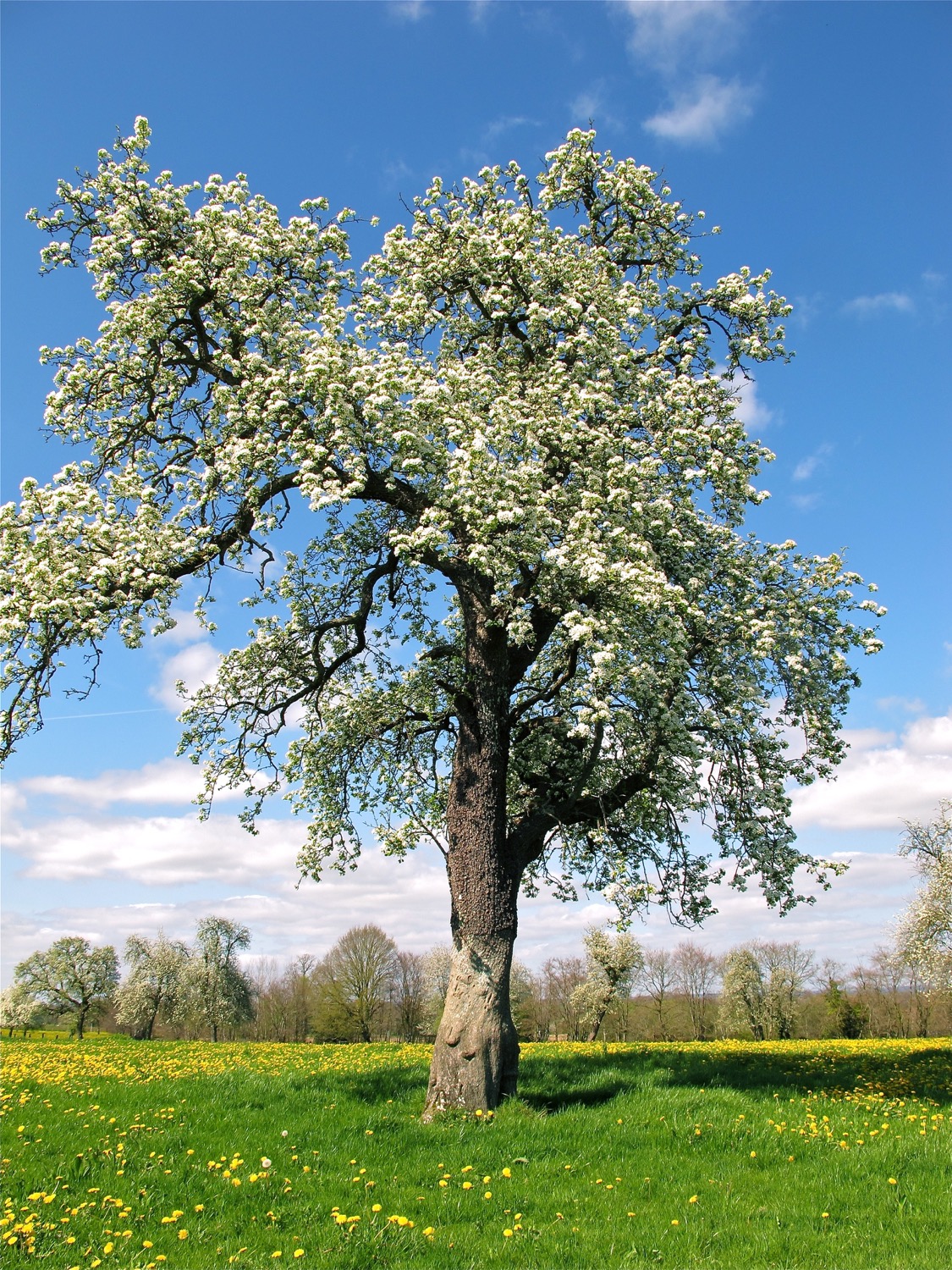 A hundred-year-old pear tree in the surroundings of Domfront, in the Orne departement