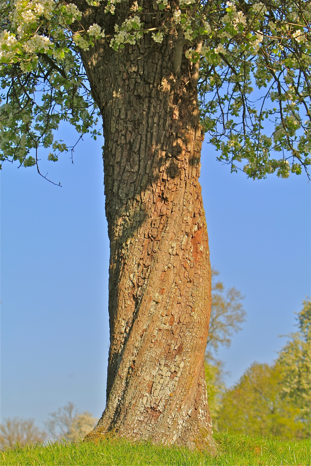 Remarkable beauty of a twisted trunk of a pear tree